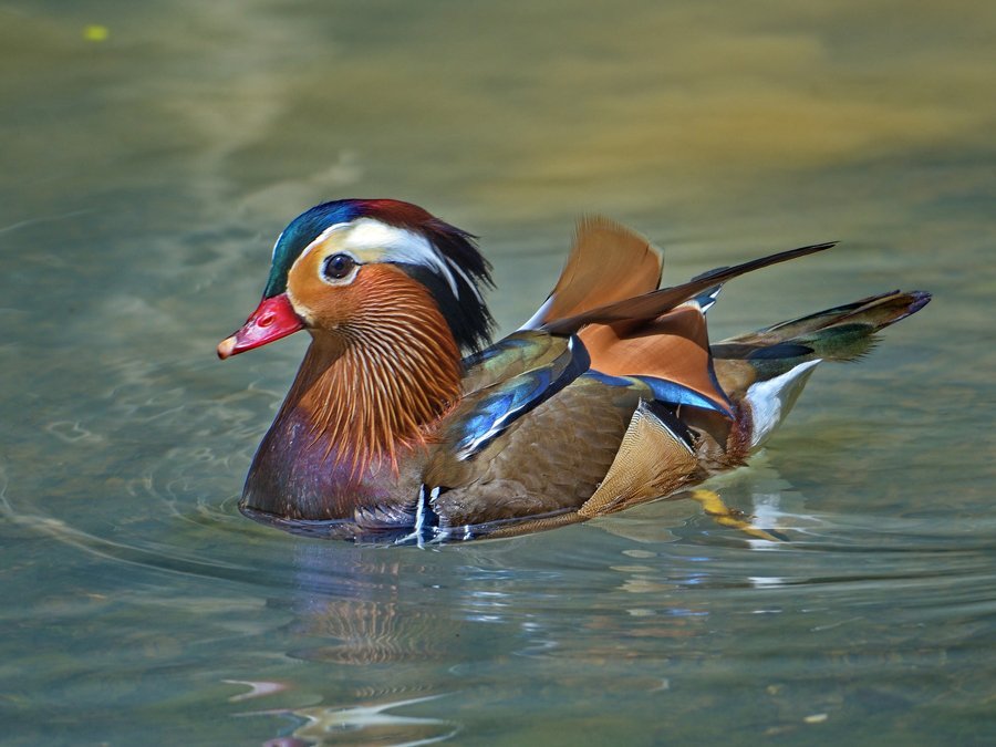 Majestic Mandarin duck makes rare appearance in hougang, curious folks gather to see it