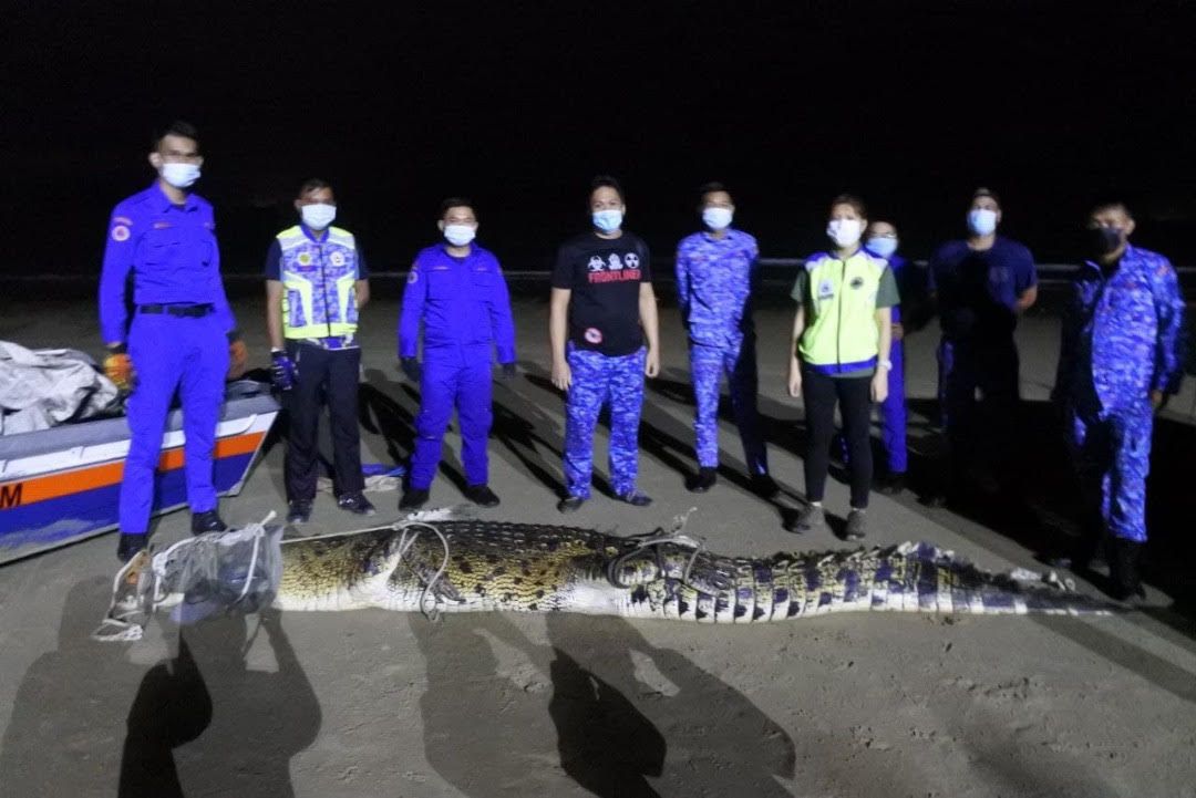 Crocodile caught in Pulau Gaya near KK after being spotted by public