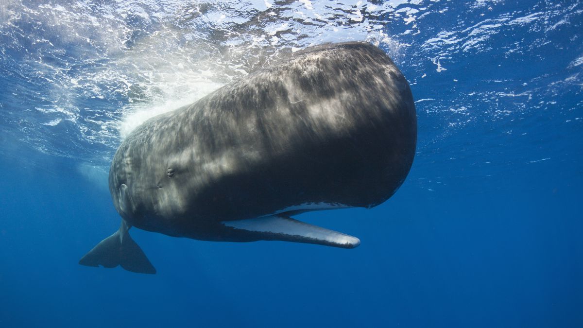 Will humans ever learn to speak whale?