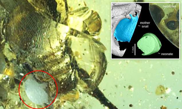 Snail fossilized in amber while giving birth 99 million years ago