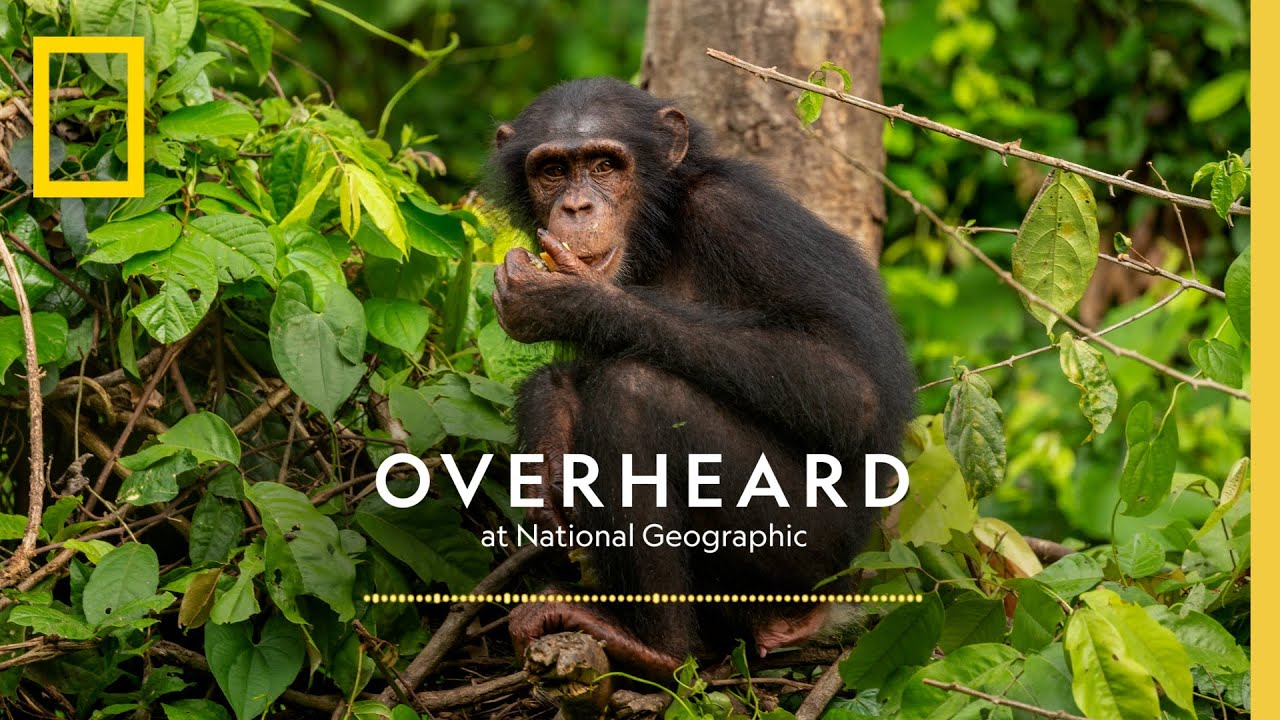 The Next Generation's Champion of Chimps | Podcast | Overheard at National Geographic