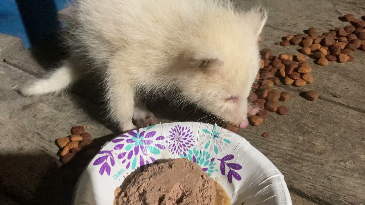 Rare Albino Raccoon Visits Woman for Dinner