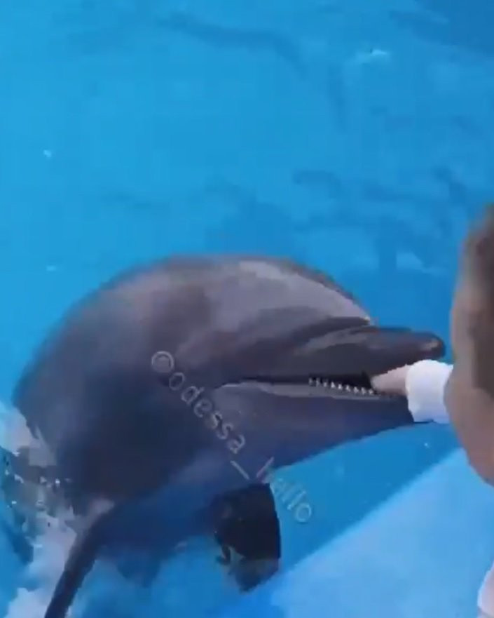 Dolphin jumps out of water and bites boy’s hand after mistaking it for food
