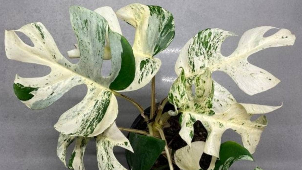 Houseplant Breaks Record At Auction And Sells For $27,000