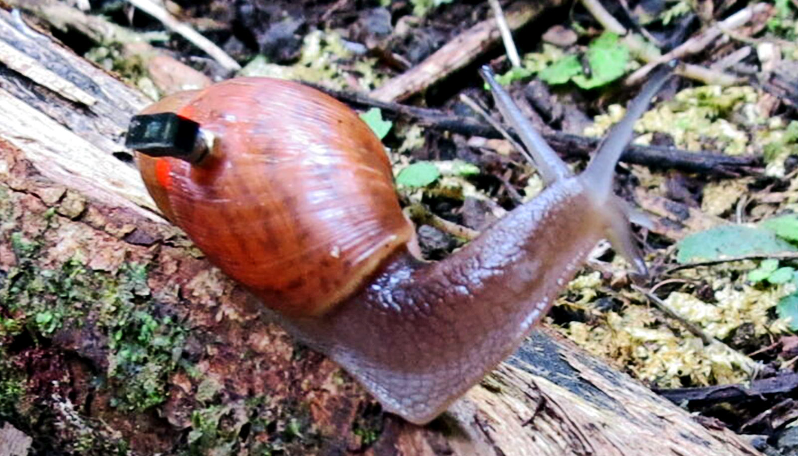 Snails toting world's tiniest computers solve extinction mystery