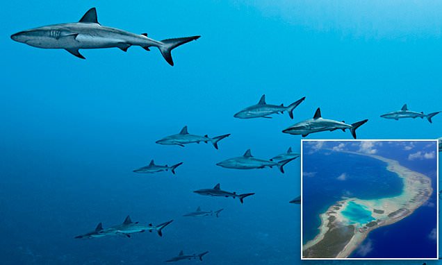 Scientists found gray reef sharks near French Polynesia nap by power surfing on currents' updrafts