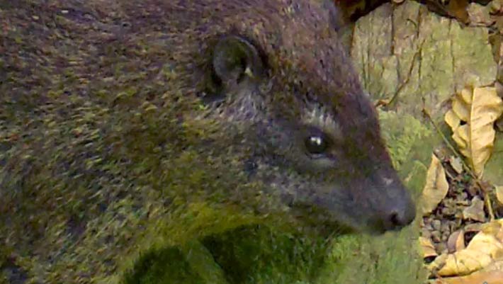 Scientists Discover New Species of Tree Hyrax | Biology