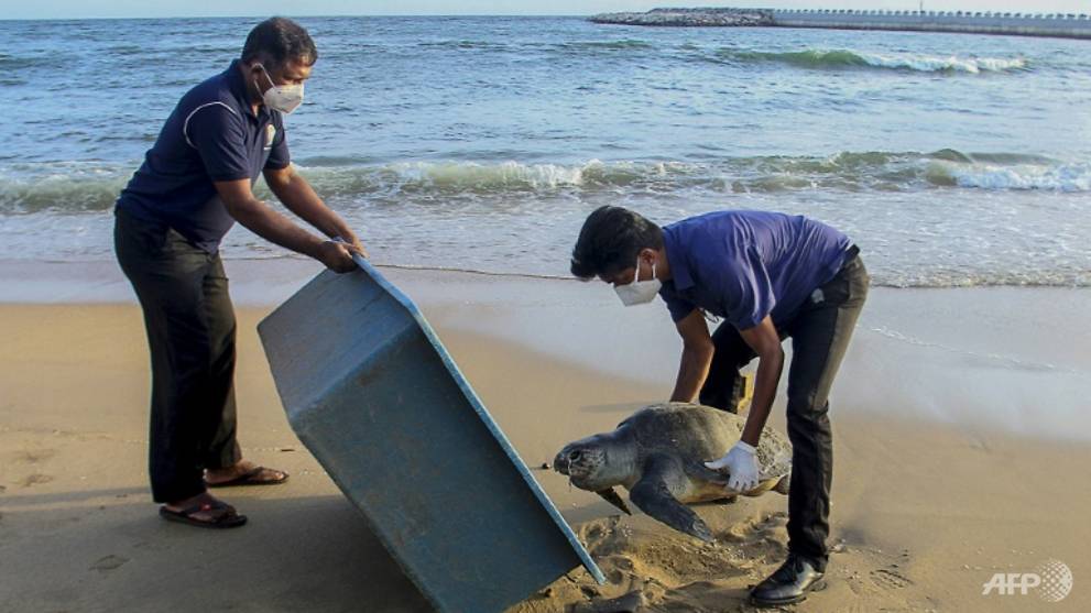 Dolphins, turtles killed by fire-ravaged ship in Sri Lanka