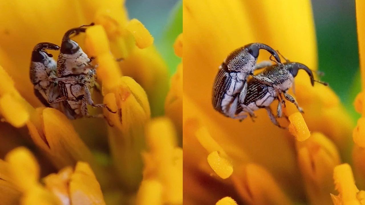 Wildlife Photographer Captures Two Weevils Mating