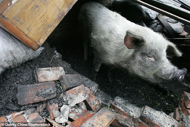 China mourns death of PIG who became a hero after surviving under rubble for 36 days following 2008 earthquake