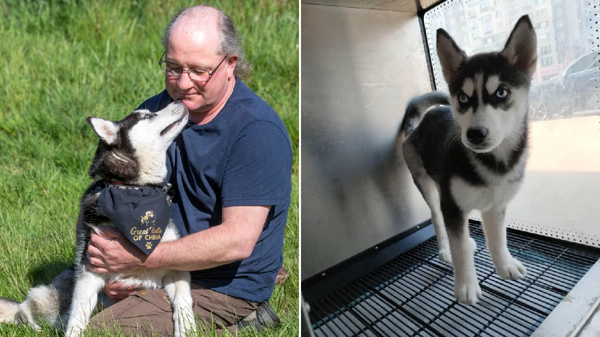 Couple sacrifice £4k kitchen renovation budget to save husky from Chinese meat trade