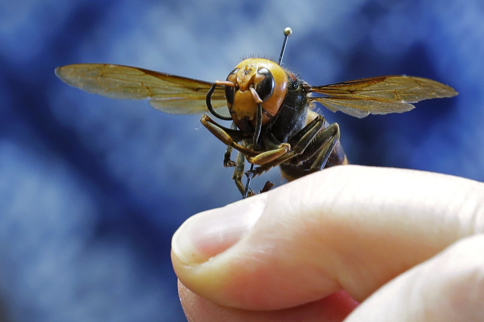 Dead ‘murder hornet’ found near Seattle, Washington is first identified in United States this year