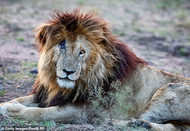 Scarface, 'the world's most famous lion', dies aged 14 in Kenya: Conservationists mourn the death of 'iconic' animal from natural causes
