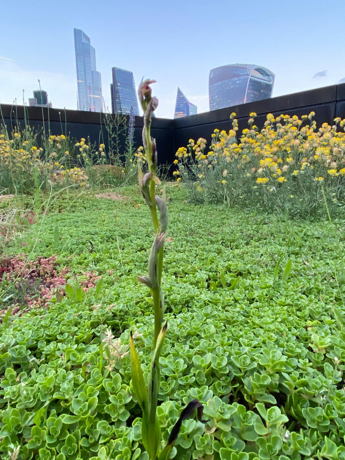 Rare orchids thought extinct in UK found growing in London rooftop garden