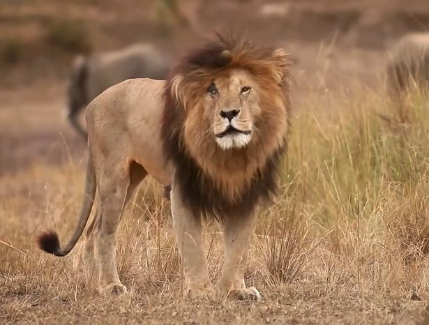 World's most famous lion dubbed 'Scarface' for iconic facial mark dies in Kenya aged 14
