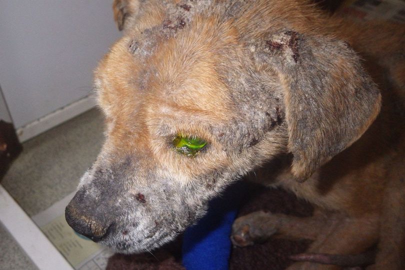 Elderly terrier found cowering in dirt dangerously underweight suffered awful neglect