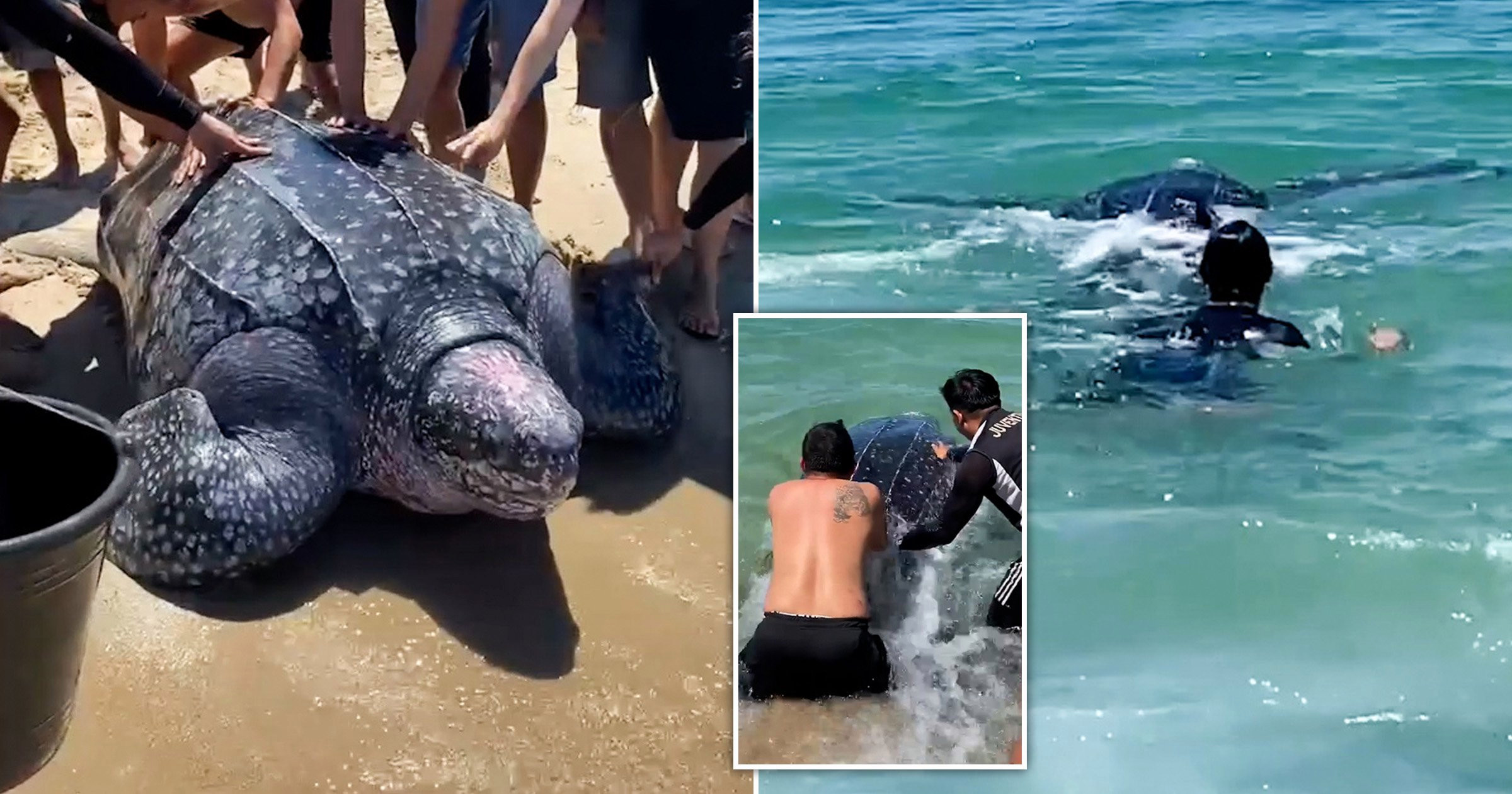 Huge leatherback turtle stranded on beach is dragged back to sea
