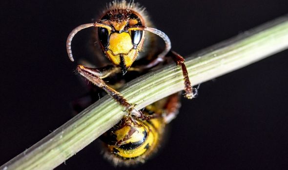 Giant murder hornet discovered in Washington - experts' warning