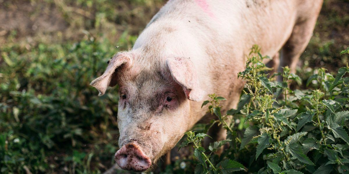 Mother pig rescued with piglets after fleeing farm, giving birth in woods
