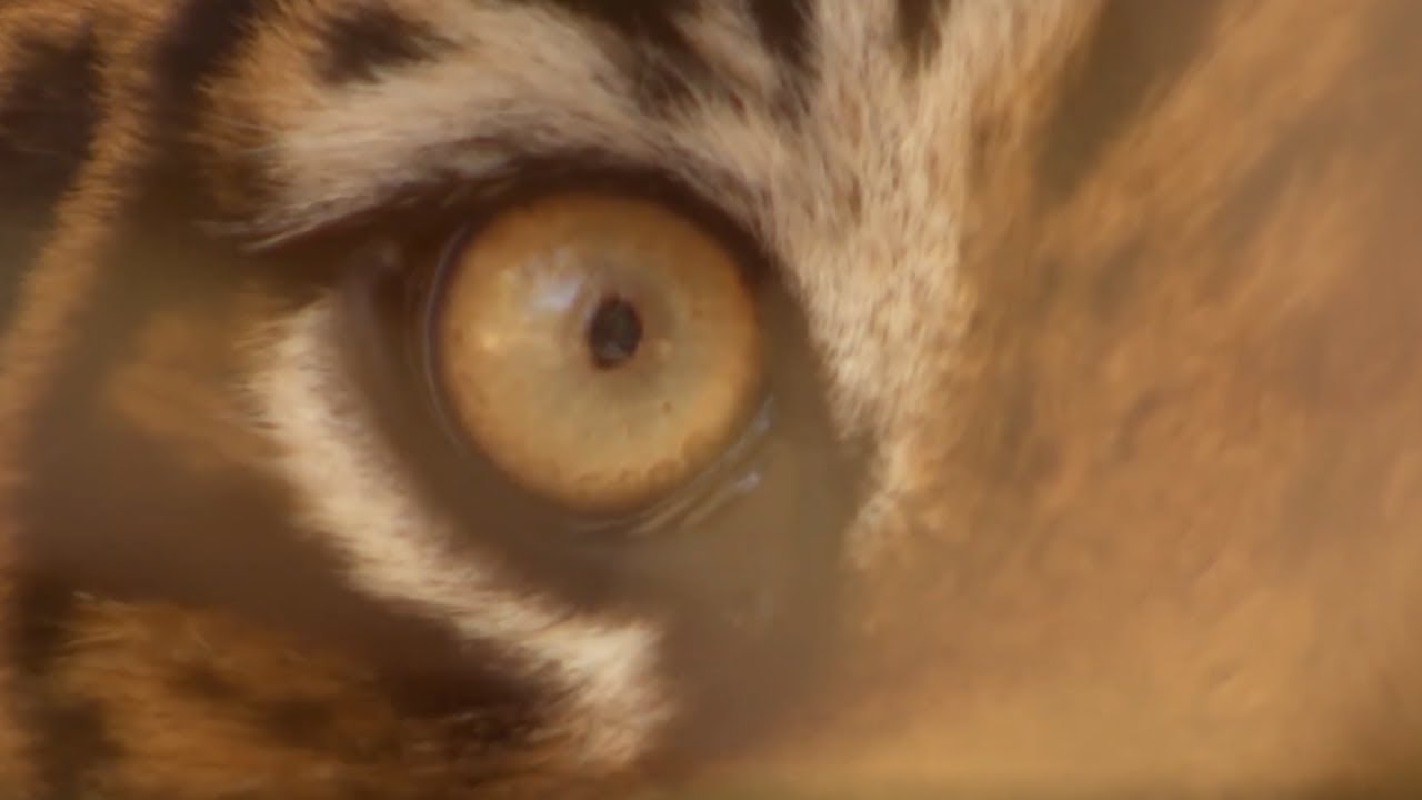 Top 5 Tiger Moments | Part 2 | BBC Earth