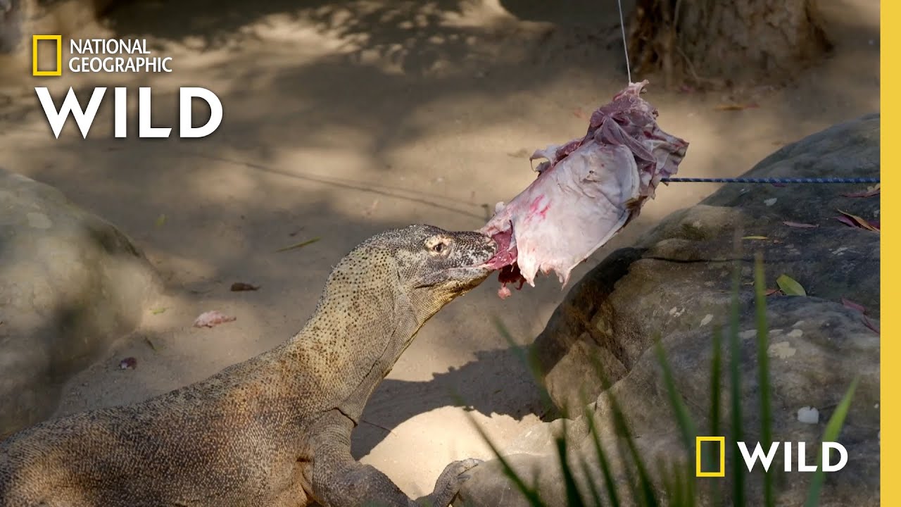 Feeding a Komodo Dragon  | Secrets of the Zoo: Down Under