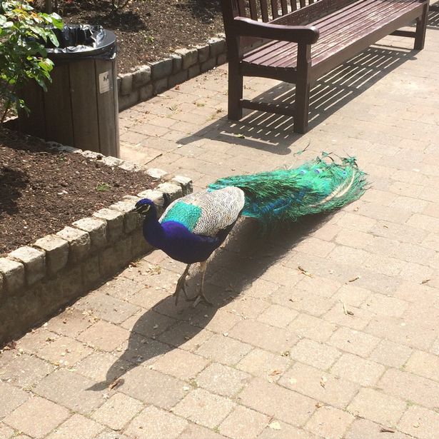 Boy, 3, 'covered in blood' after peacock charges at him and claws face in attack