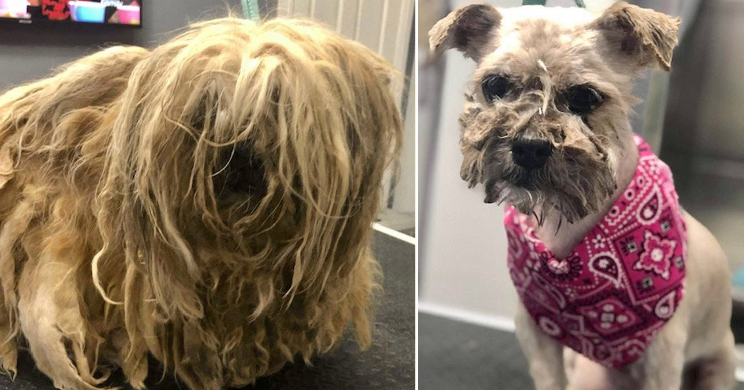 Dog found with so much matted hair she could barely move gets a transformation