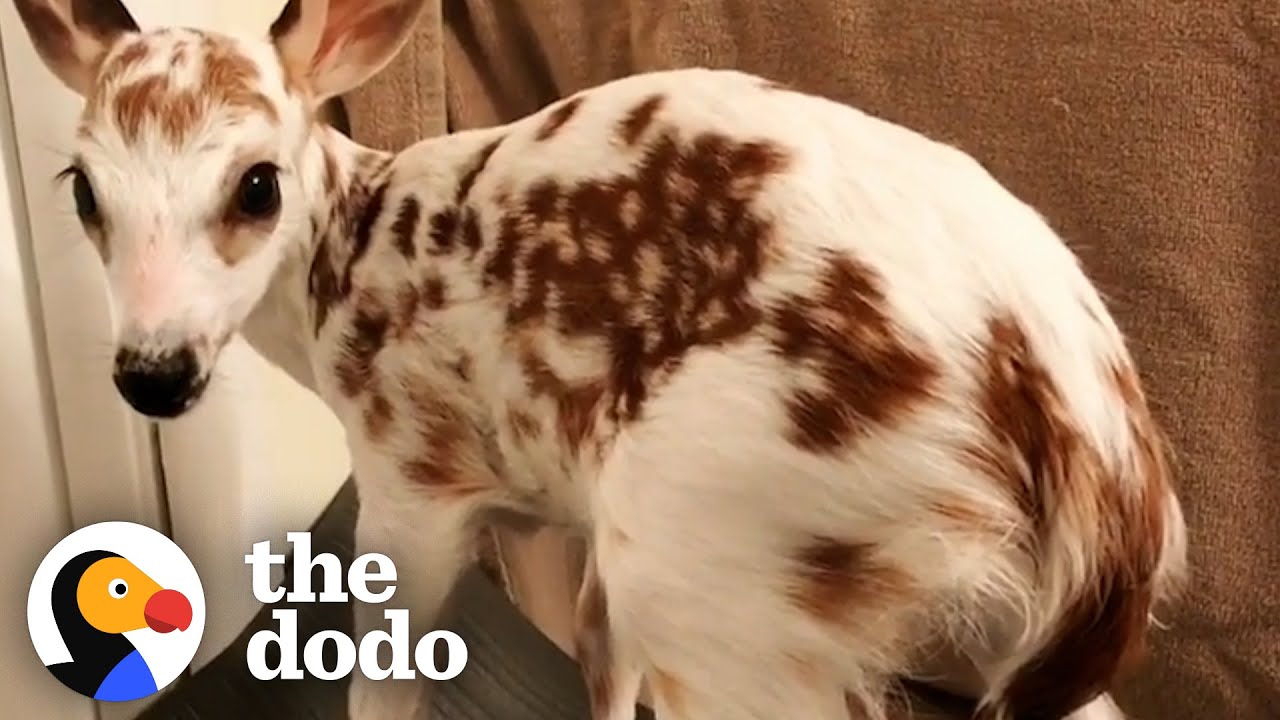 White Fawn Has The Cutest Reaction To Being Released In The Wild | The Dodo Little But Fierce