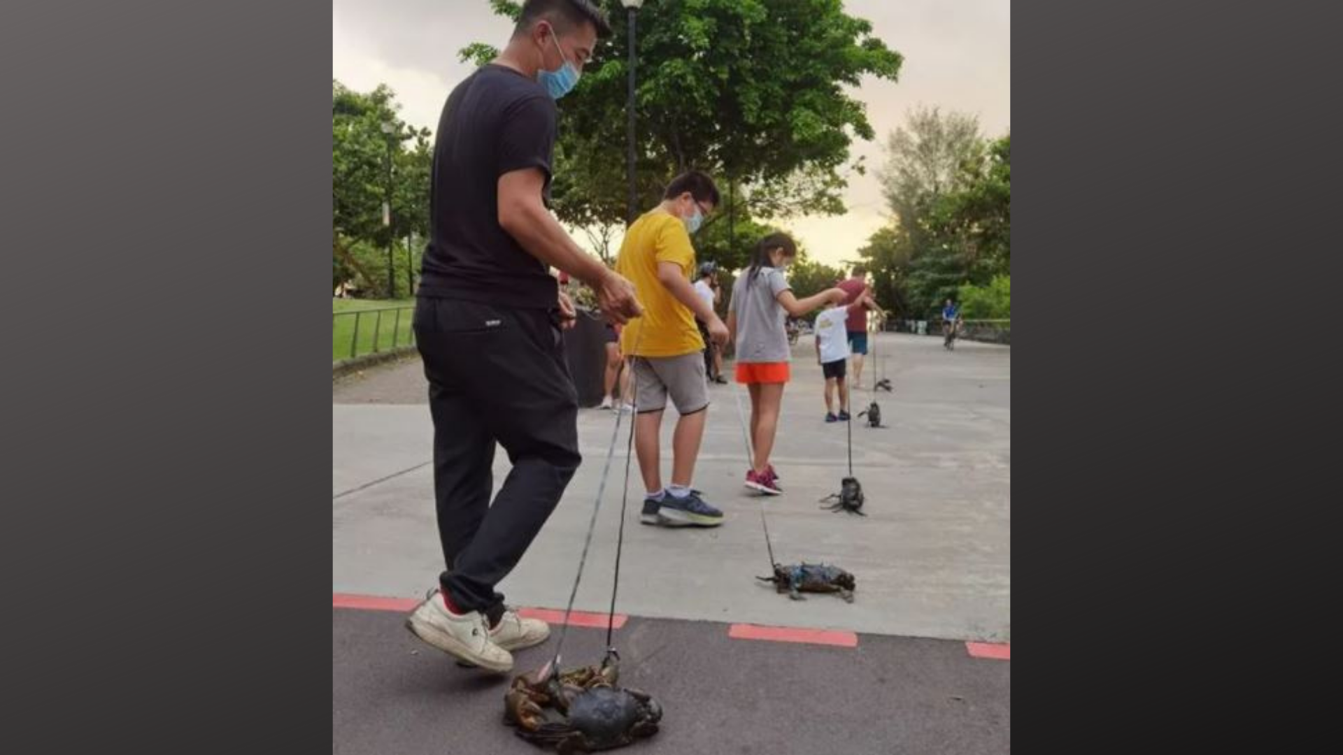 遛螃蟹是假的？ 螃蟹之家称仅摆姿势拍照