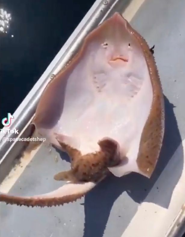 Tickled sting ray ‘laughing’ in TikTok video is actually ‘suffocating to death'