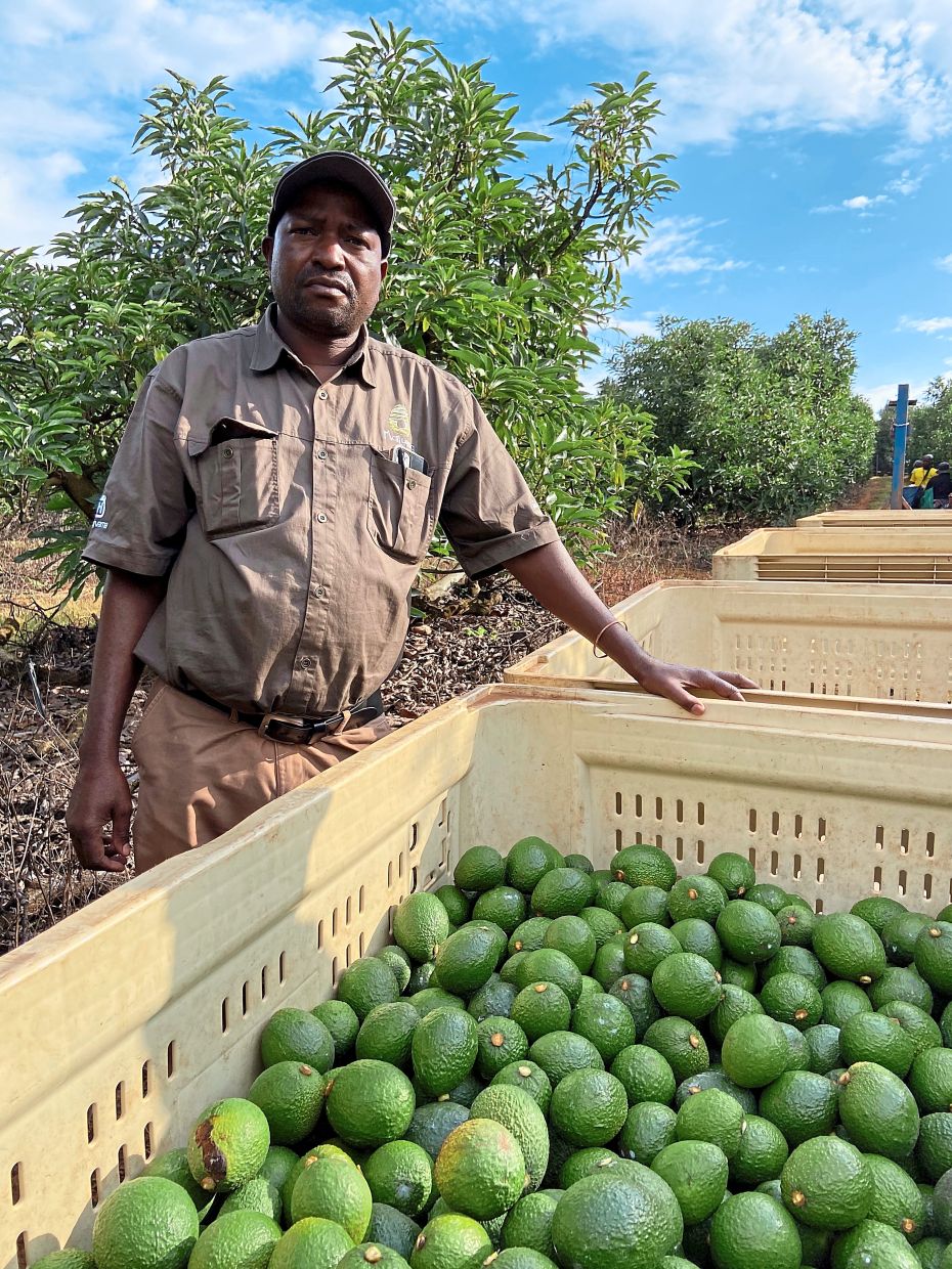 Bitter fight for 'green gold' as gangs target South Africa's avocados