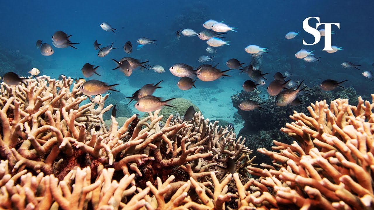 UN recommends Great Barrier Reef be listed ‘in danger’