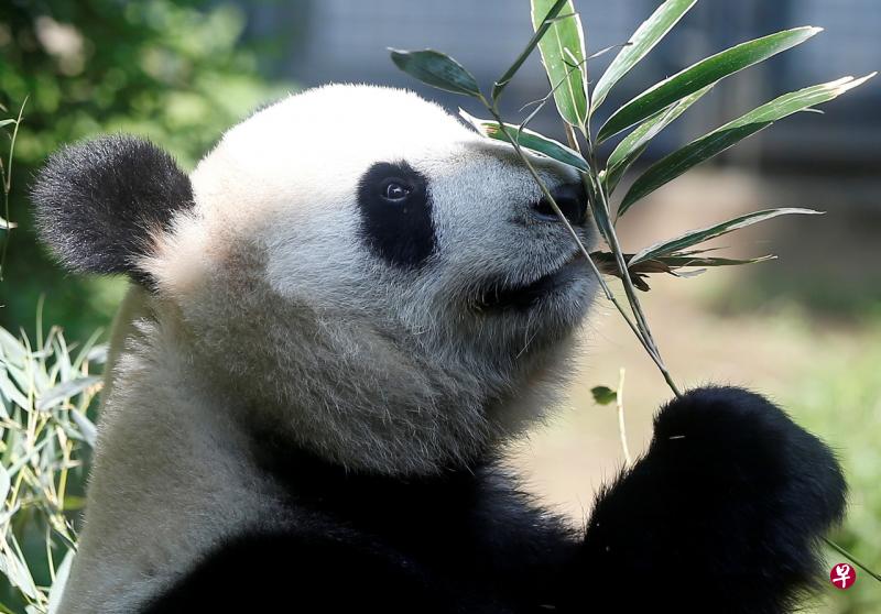 日本上野动物园大熊猫“仙女”诞下双胞胎