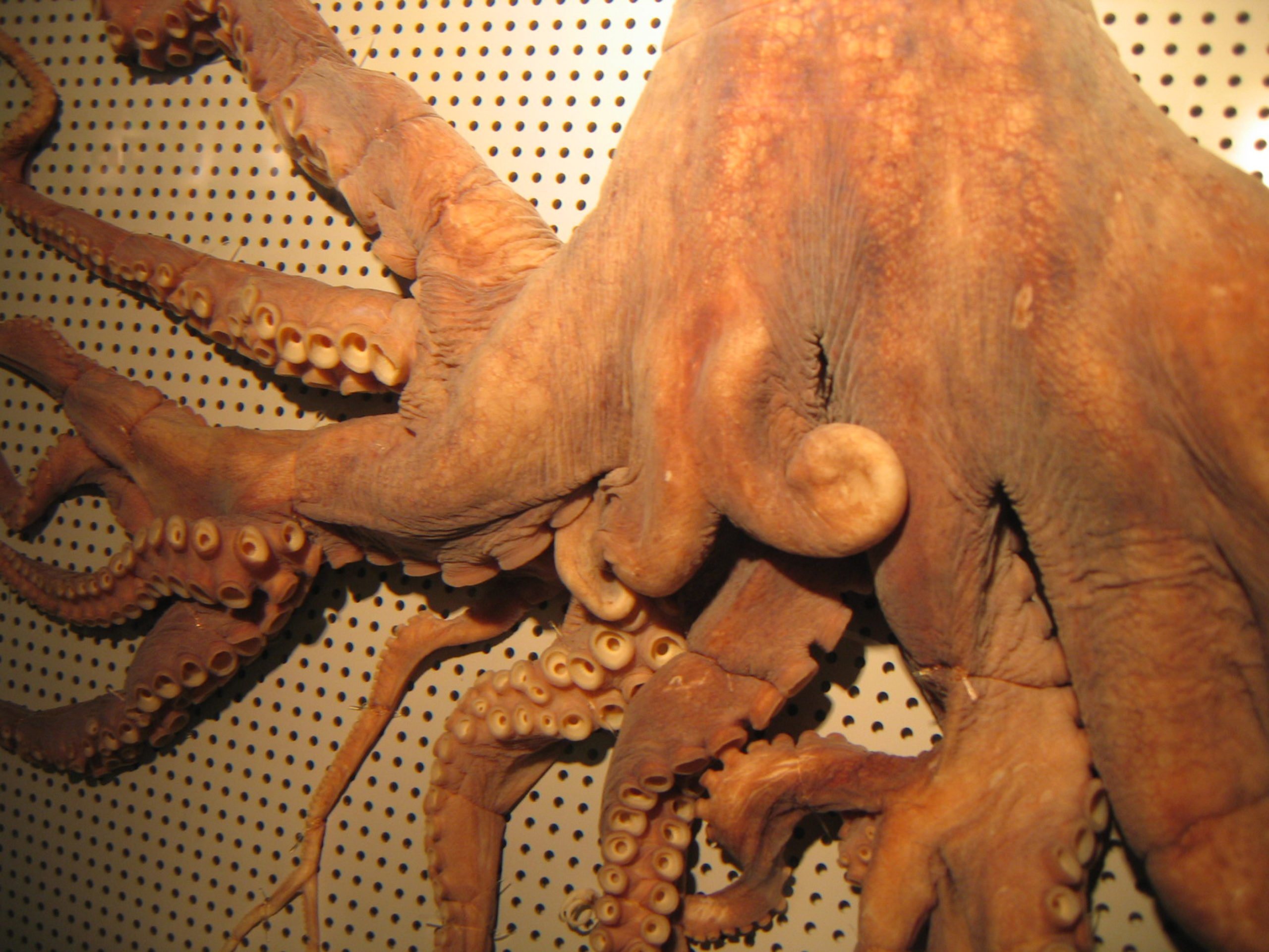 Korea fishermen find 32-legged octopus, reminds US of real-life cthulhu