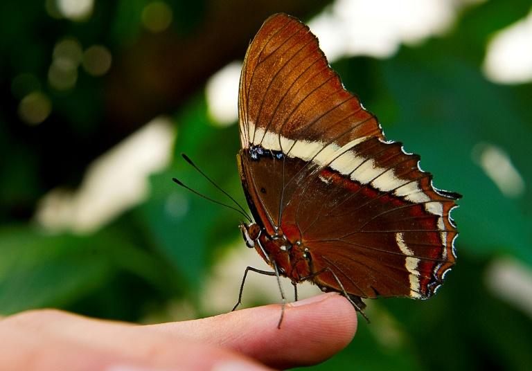 Colombia has the World's largest variety of butterfly species: study