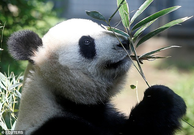 Joy in Japan as 15-year-old giant panda Shin Shin gives birth to TWINS at Tokyo's Ueno Zoo