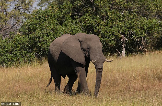 Rogue elephant kills 16 Indian villagers after it was 'expelled from his herd for bad behaviour or sexual rivalry'
