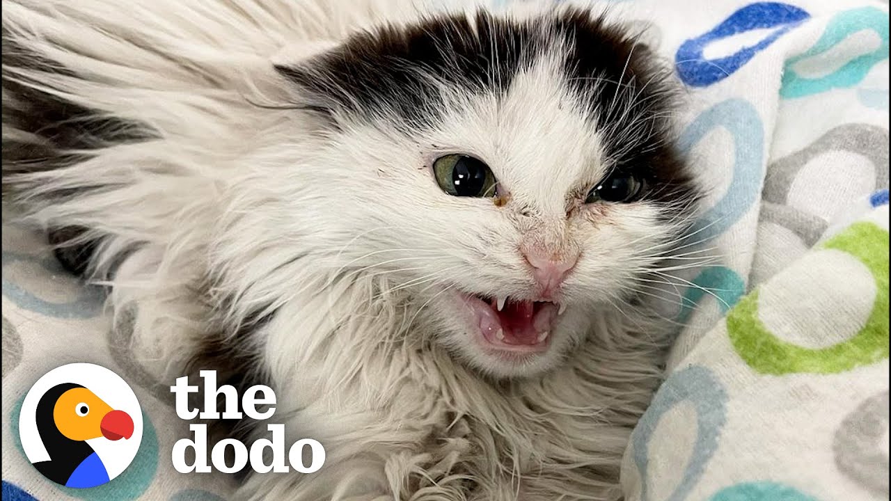 Giving A Hissing Feral Kitten A Bath And This Happens... | The Dodo Faith = Restored