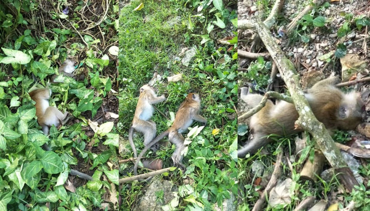 Monkeys found poisoned at hillside in Paya Terubung