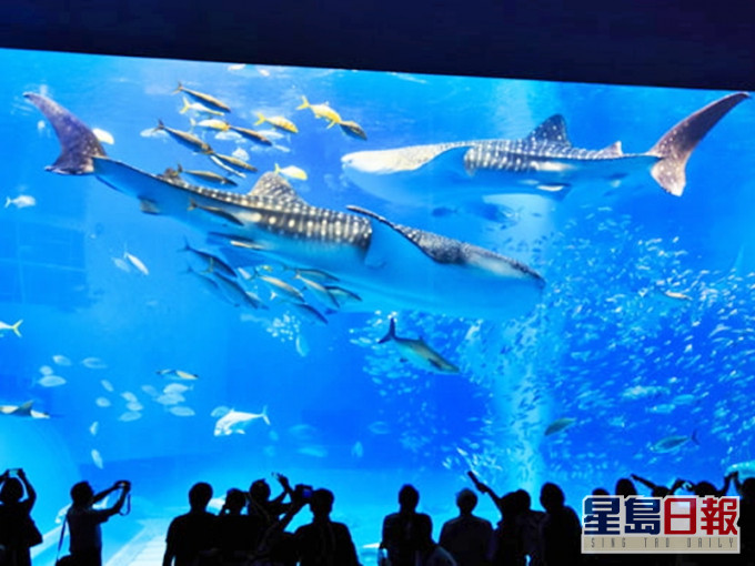 沖绳水族馆最大雌性鲸鲨离世 遗雄性鲸鲨独游