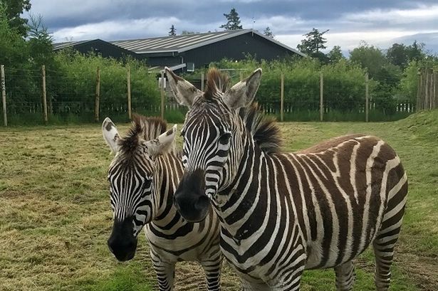 Zebra 'gored to death by a rhino’s horn' in front of horrified families at wildlife park