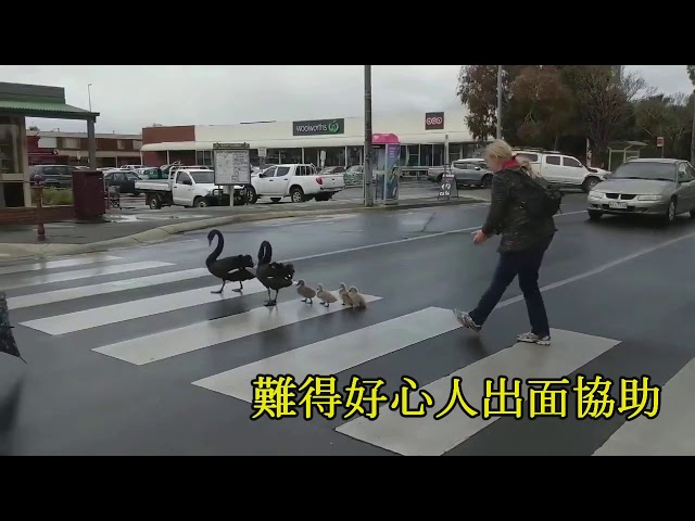 【可爱动物】一群可爱的鹅鹅家族 在好心路人的帮助下 平安的越过了马路 画面十分温馨