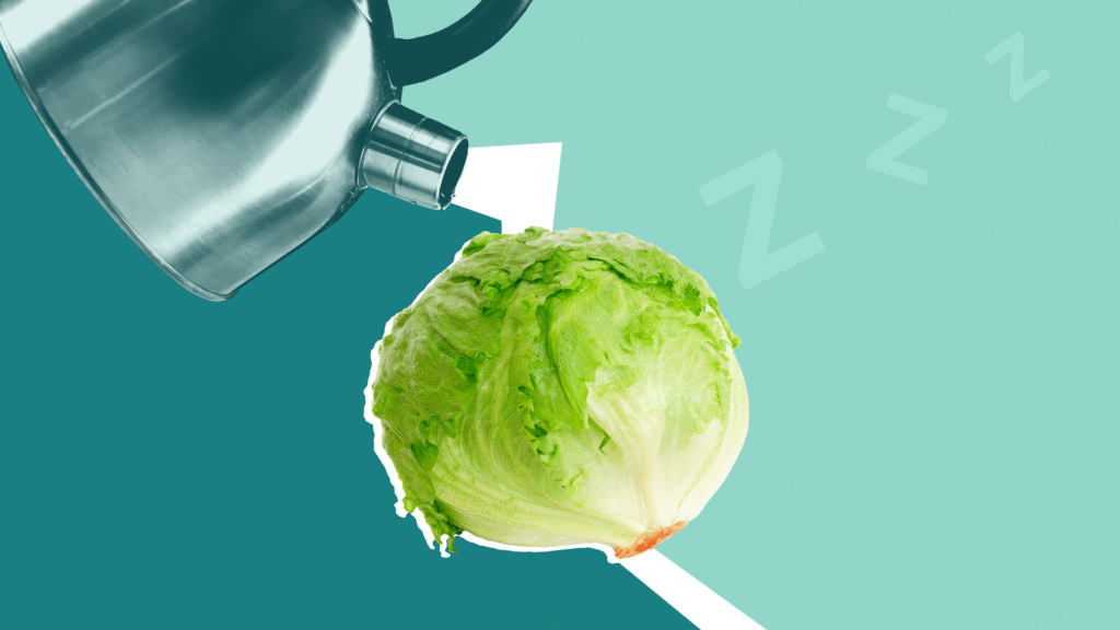 Does lettuce water make you sleepy? People on TikTok say it’s a cure for insomnia—here’s what experts think