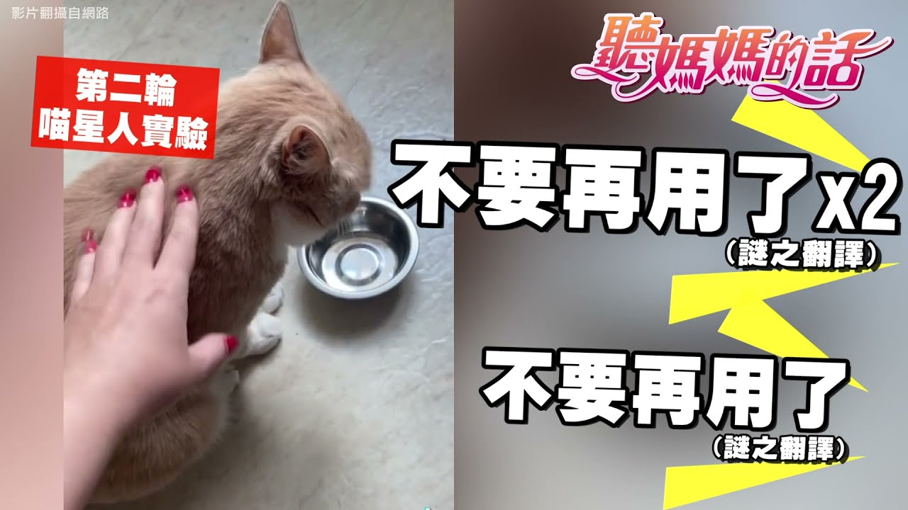 比人类还要伸手牌的猫!!"啃妈族"猫咪肚子饿大敲碗!!【年代MUCH台 听妈妈的话】
