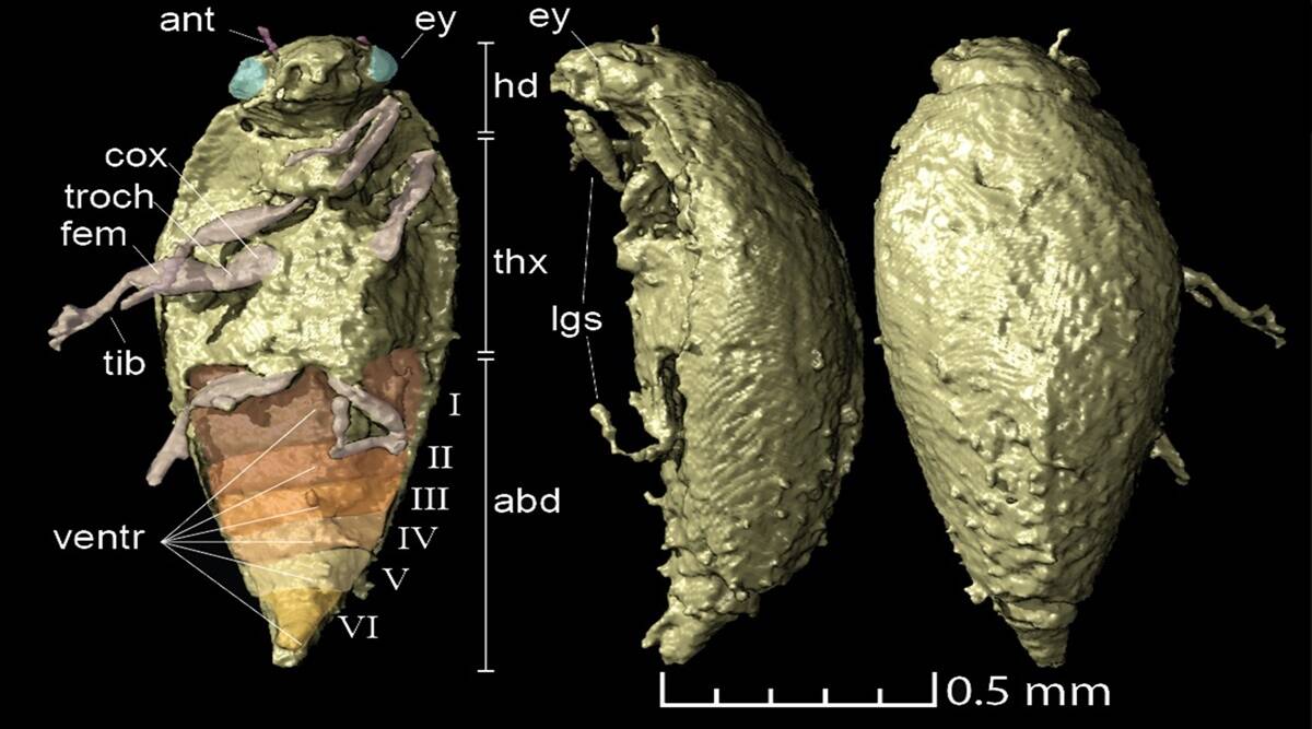New beetle species discovered in fossilised poop of dinosaur ancestor