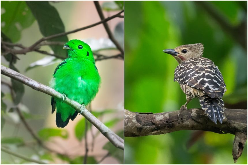 Pulau Ubin springs new hope for once-extinct species