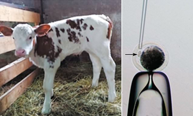 Russian scientists clone cow to produce lactose-free milk Daily Mail