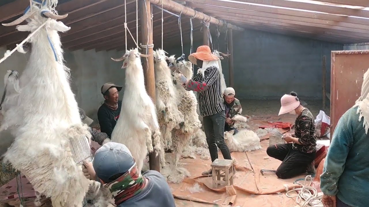 如何收获羊毛？ 惊人的绵羊工厂和现代剪羊毛