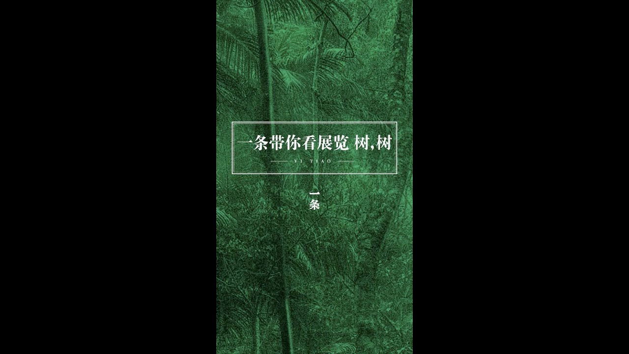 一条带你看展览《树，树》