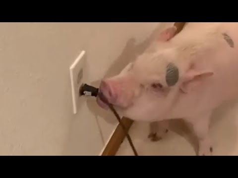 Pig Annoyed by Vacuum Cleaner And Unplugs it Each Time